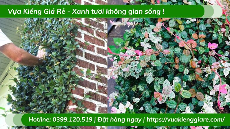 Dây thằn lằn cẩm thạch