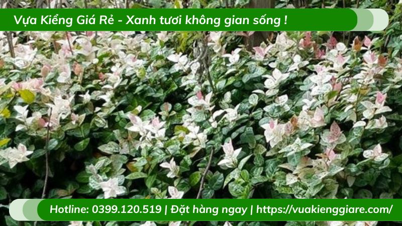 Dây thằn lằn cẩm thạch