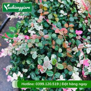 Dây thằn lằn cẩm thạch
