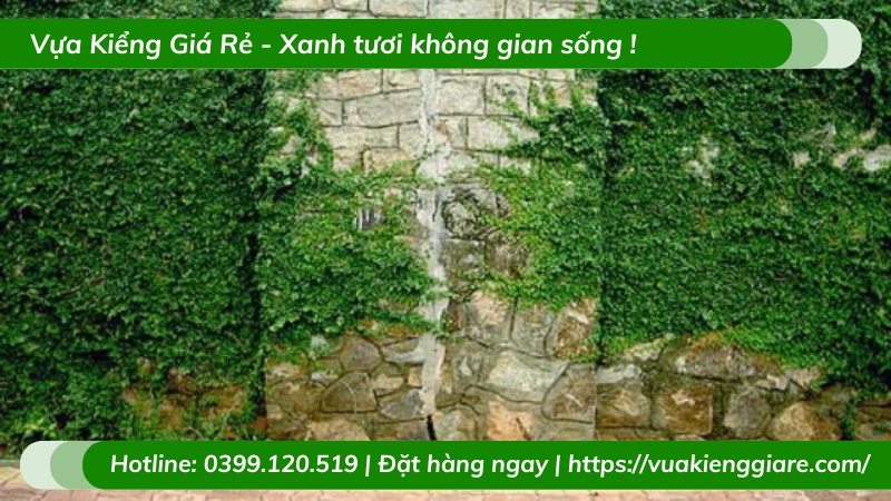 Dây thằn lằn (trâu cổ) leo tường