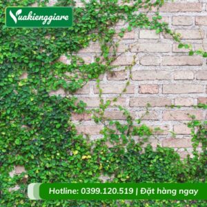 Dây thằn lằn (trâu cổ) leo tường