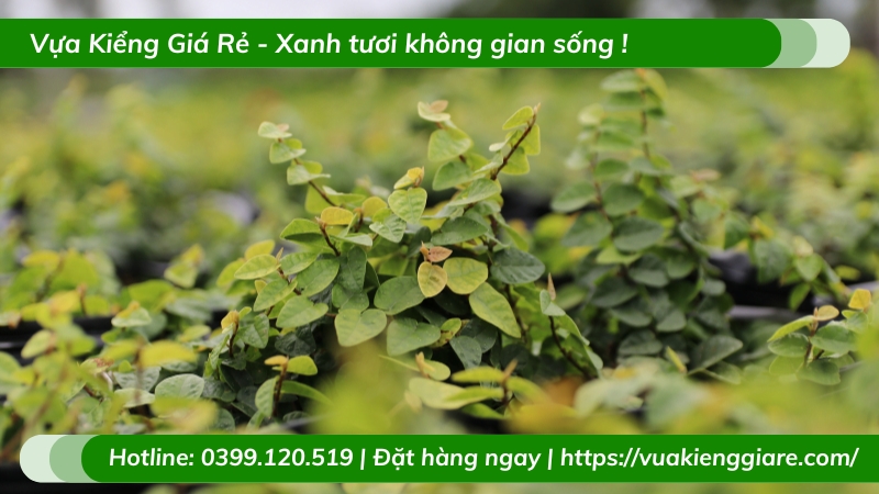 công dụng dây thằn lằn (trâu cổ) leo tường
