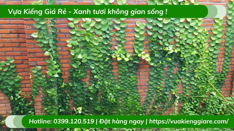 Dây thằn lằn (trâu cổ) leo tường