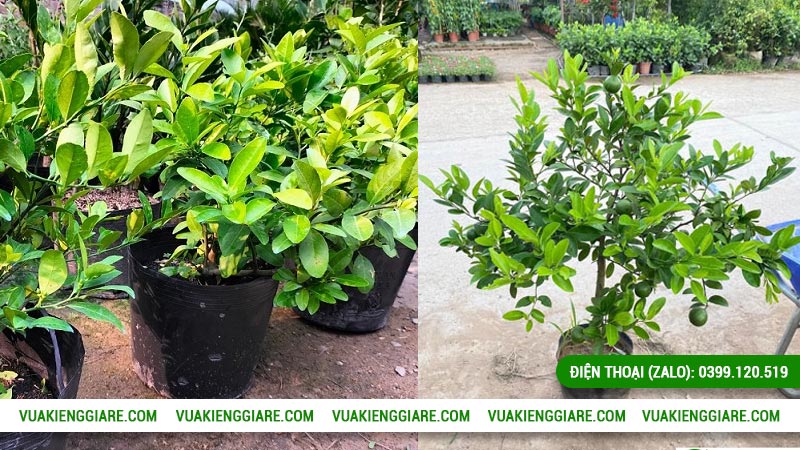 Kỹ thuật trồng và chăm sóc cây chanh tứ quý