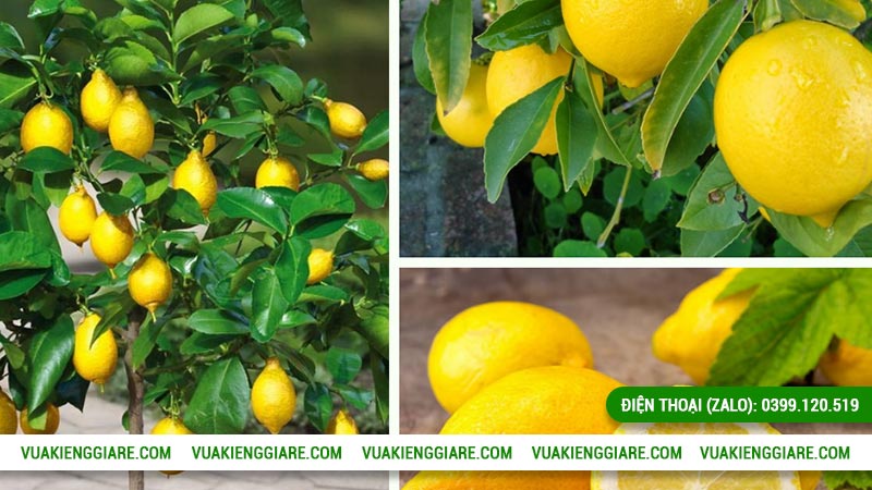 Kỹ thuật trồng cây chanh vàng Mỹ từ nhỏ đến trưởng thành
