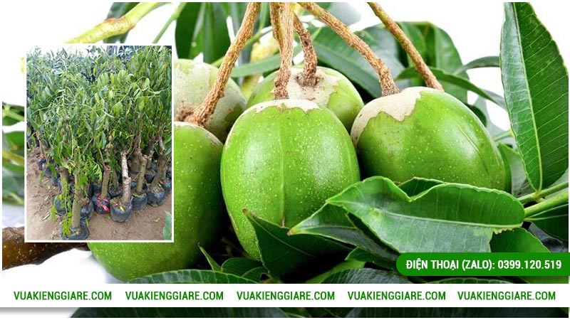 Kỹ thuật chăm sóc cây cóc Thái thân gốc cổ thụ