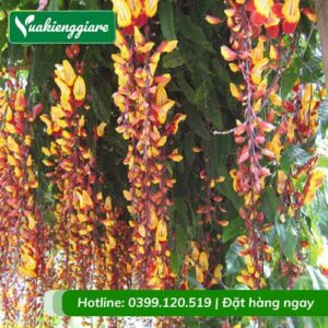 Cây móng cọp leo giàn