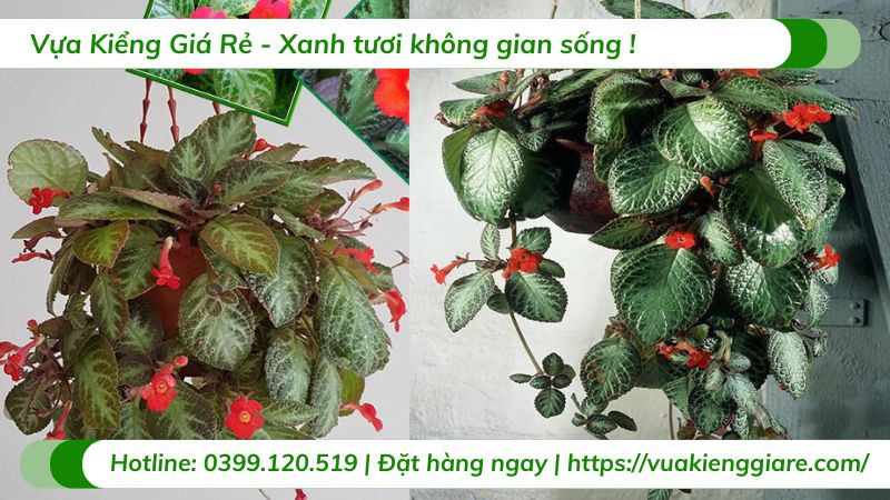 Cây ấm kiếm chậu treo
