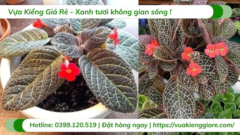 Cây ấm kiếm chậu treo