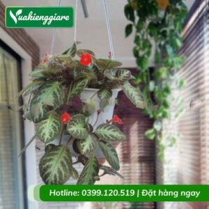 Cây ấm kiếm chậu treo