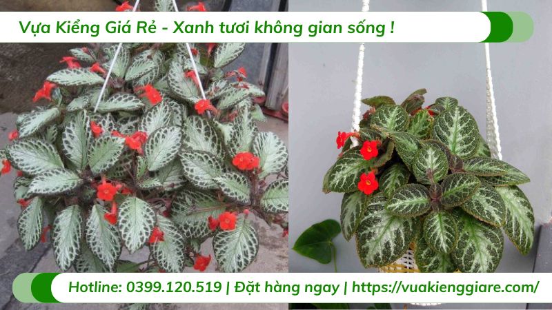 Cây ấm kiếm chậu treo