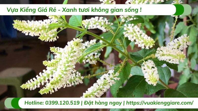 cây bạch trâm hương