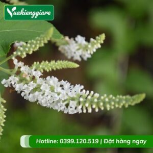 cây bạch trâm hương