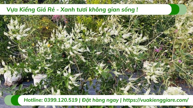 cây bạch trâm hương