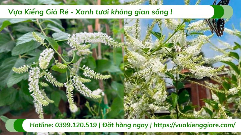 cây bạch trâm hương