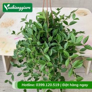 Cây bình an chậu treo