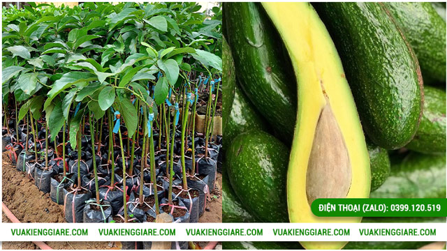 Tác dụng tuyệt vời của quả bơ 034 đối với sức khỏe