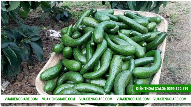 Năng suất và hiệu quả kinh tế của cây bơ 034 trưởng thành