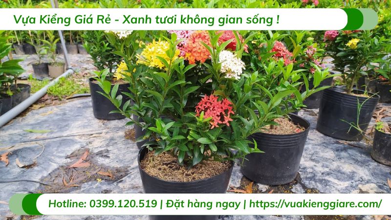 Cây bông trang ngũ sắc (lá nhỏ)