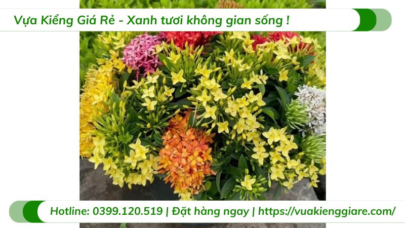 Cây bông trang ngũ sắc (lá nhỏ)