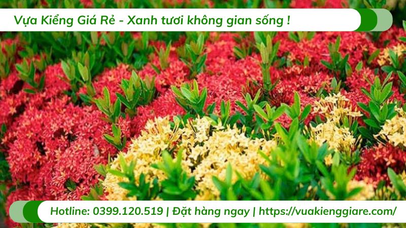 Cây bông trang ngũ sắc (lá nhỏ)