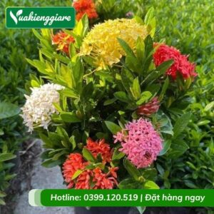 Cây bông trang ngũ sắc (lá nhỏ)