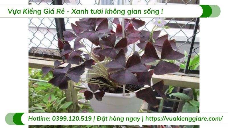 Cây bướm đêm chậu treo