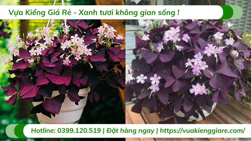 Cây bướm đêm chậu treo