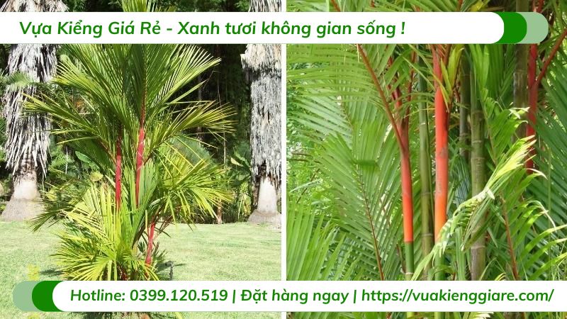 Cây cau đỏ trồng chậu trang trí văn phòng