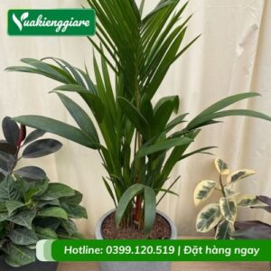 Cây cau đỏ trồng chậu trang trí văn phòng