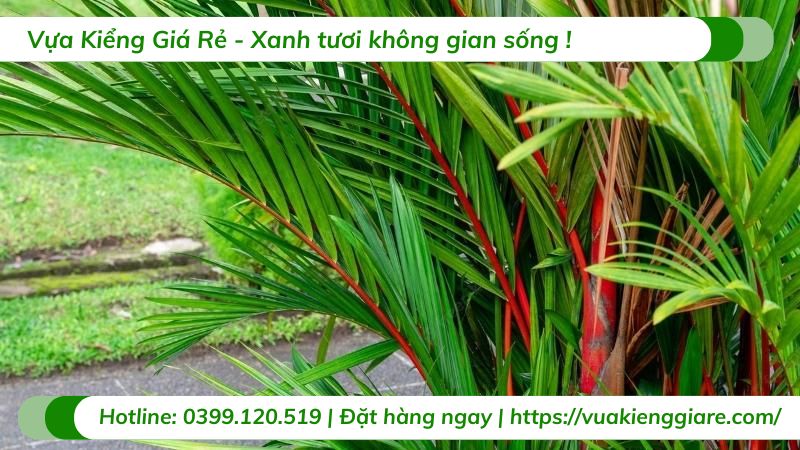 Cây cau đỏ trồng chậu trang trí văn phòng