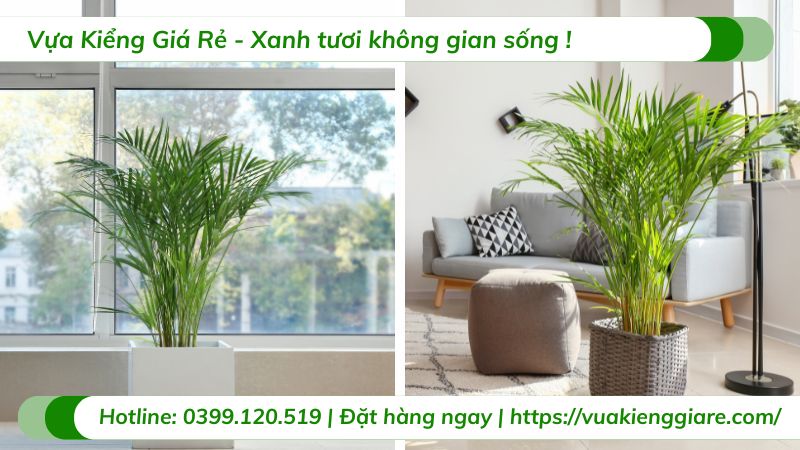 Cây cau kiểng vàng trồng chậu nội thất