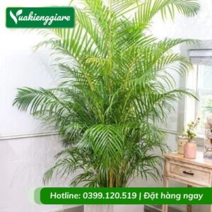 Cây cau kiểng vàng trồng chậu nội thất