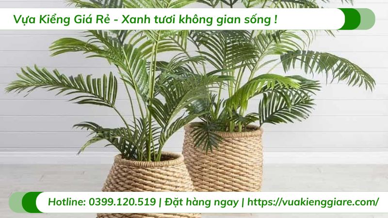 Cây cau kiểng vàng trồng chậu nội thất