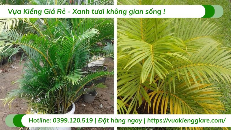 Cây cau kiểng vàng trồng chậu nội thất