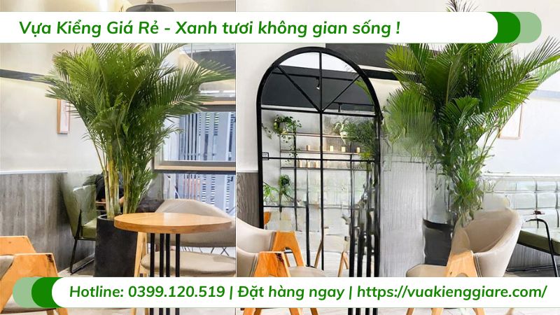 Cây cau nhật trồng chậu nội thất