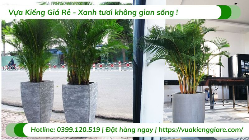 Cây cau nhật trồng chậu nội thất