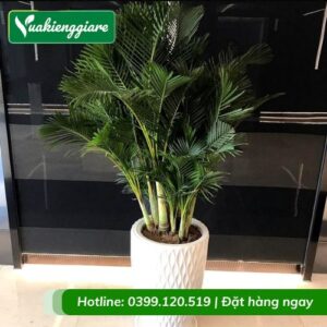 Cây cau nhật trồng chậu nội thất