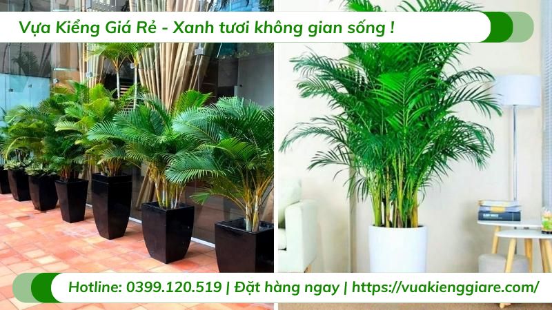 Cây cau nhật trồng chậu nội thất