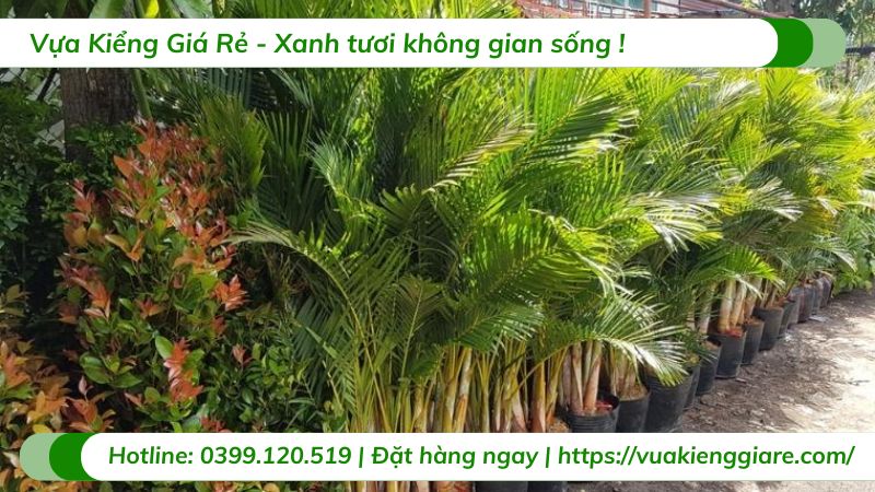Cây cau nhật trồng chậu nội thất
