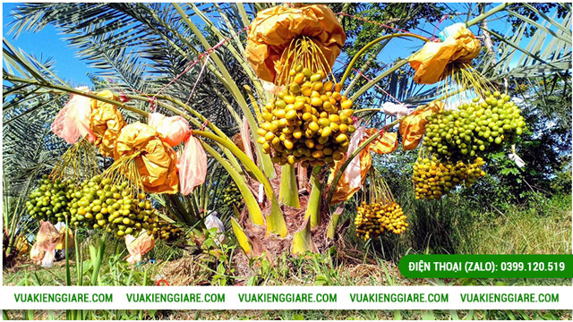 Đặc điểm chung của cây chà là Trung Đông