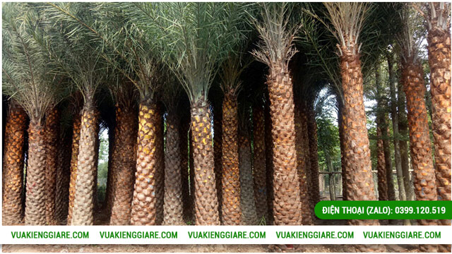 Lợi ích của cây chà là Trung Đông trưởng thành