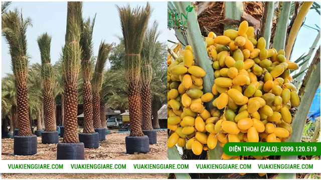 Đặc điểm chung của cây chà là Trung Đông