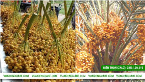 Lợi ích của cây chà là Trung Đông trưởng thành