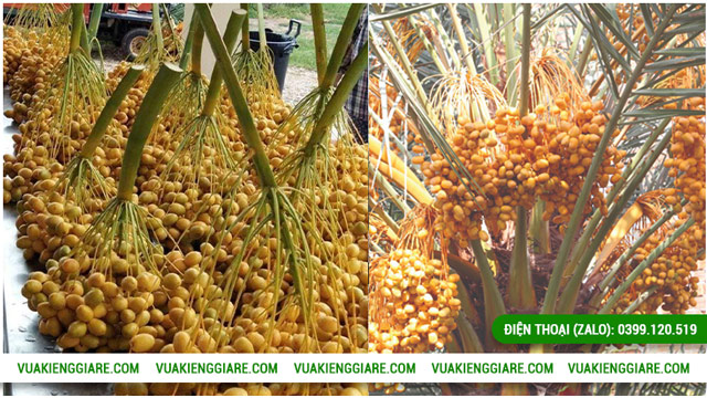 Lợi ích của cây chà là Trung Đông trưởng thành