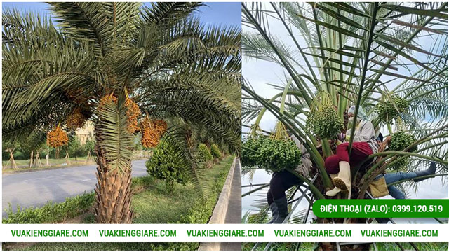 Cách trồng và chăm sóc cây chà là Trung Đông trưởng thành