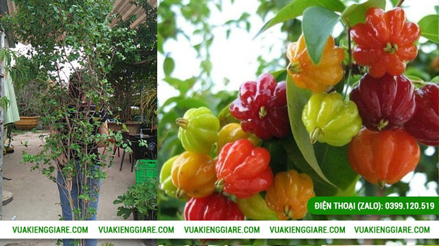 Đặc điểm của cây Cherry khía