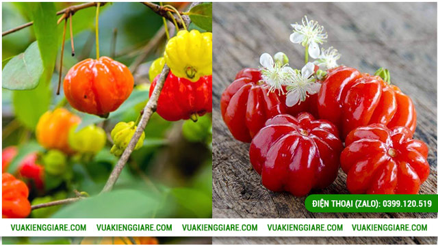 Công dụng của cây Cherry khía