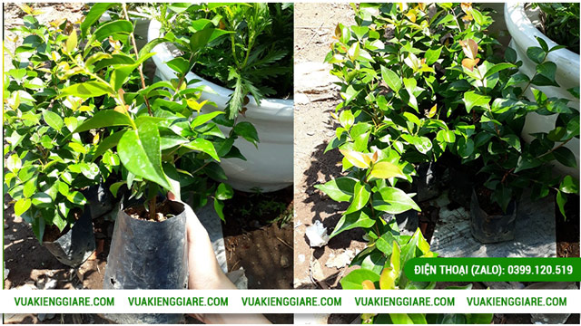 Kỹ thuật chăm sóc cây Cherry khía (Eugenia uniflora) dễ cho trái