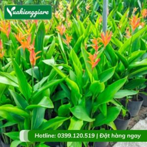Cây chuối mỏ két (hoa thiên điểu)